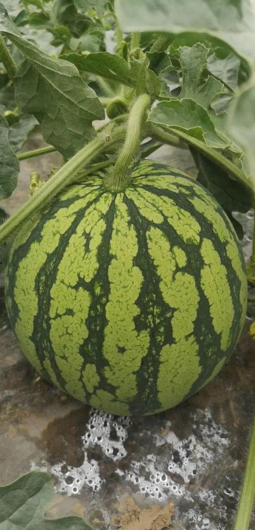 吃瓜网必看大瓜