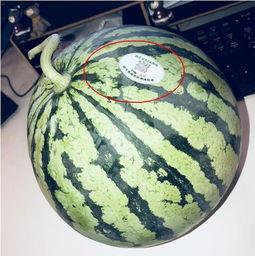 网红吃瓜内容,娱乐圈幕后真相曝光