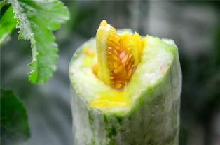 宜都网红吃瓜,揭秘网络红人的幕后故事