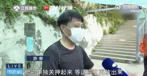 网红吃瓜看戏,揭秘娱乐圈幕后风云